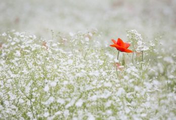 pappers blommor