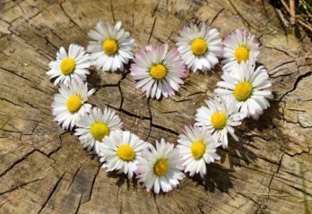 vita blommor