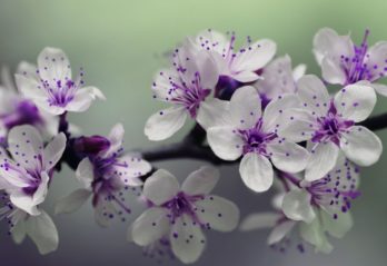 blå blommor