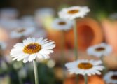 torka blommor