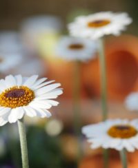torka blommor
