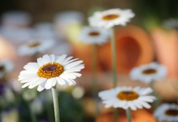 torka blommor