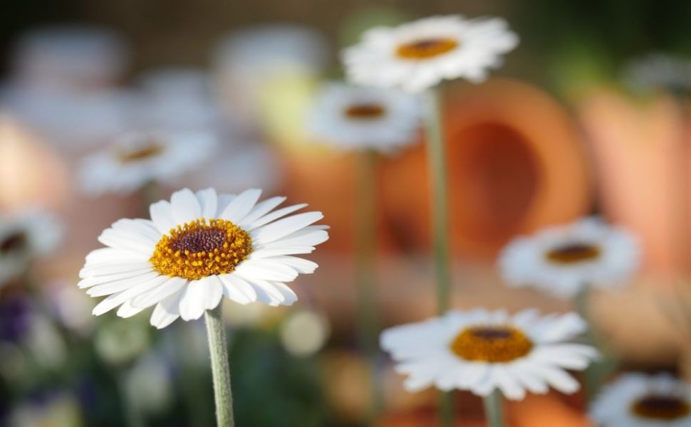 torka blommor