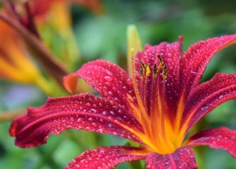 palettblad tappar blad