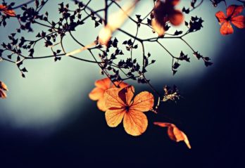 buske med vita blommor