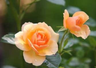 palettblad sticklingar